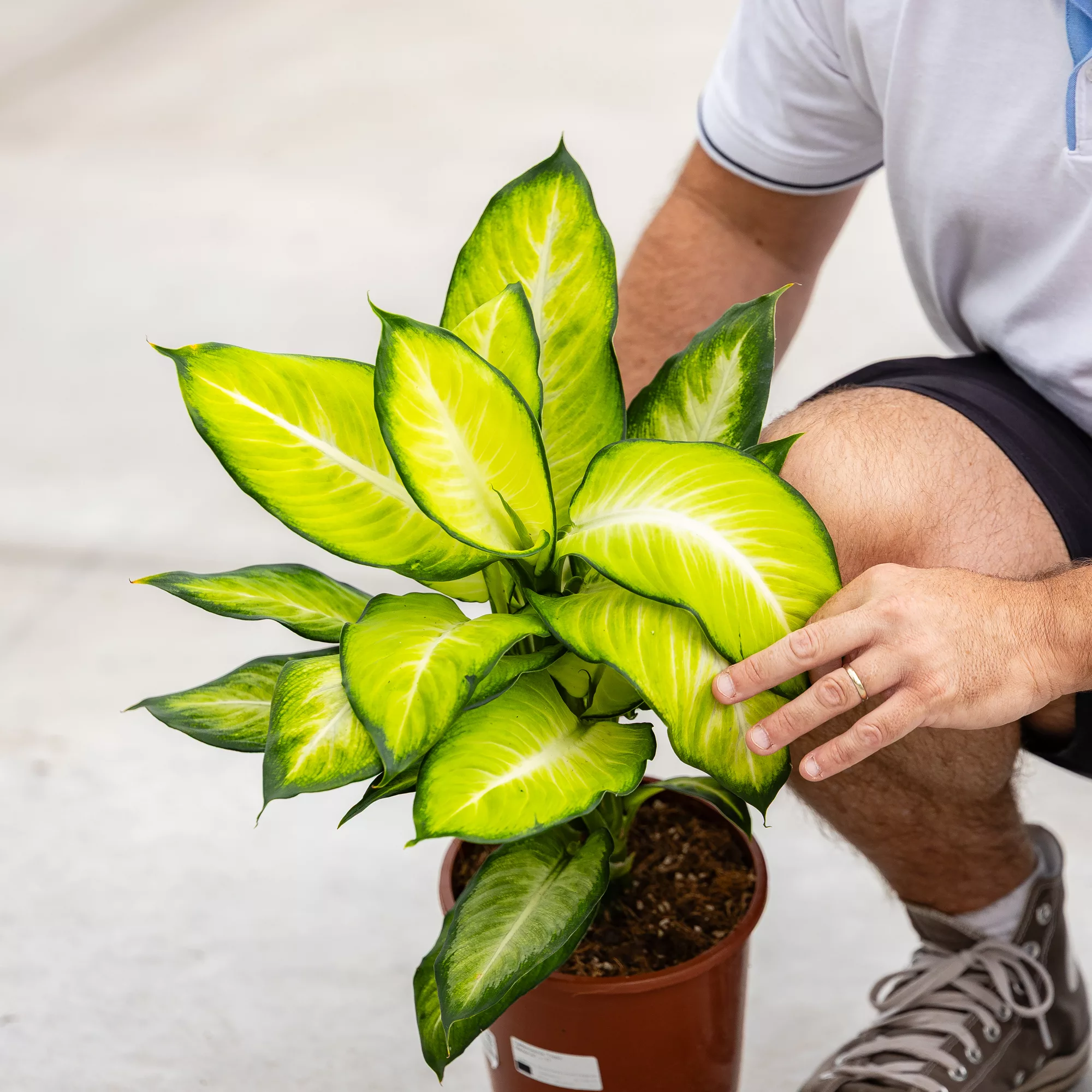Dieffenbachia "Tropic Marianne"
