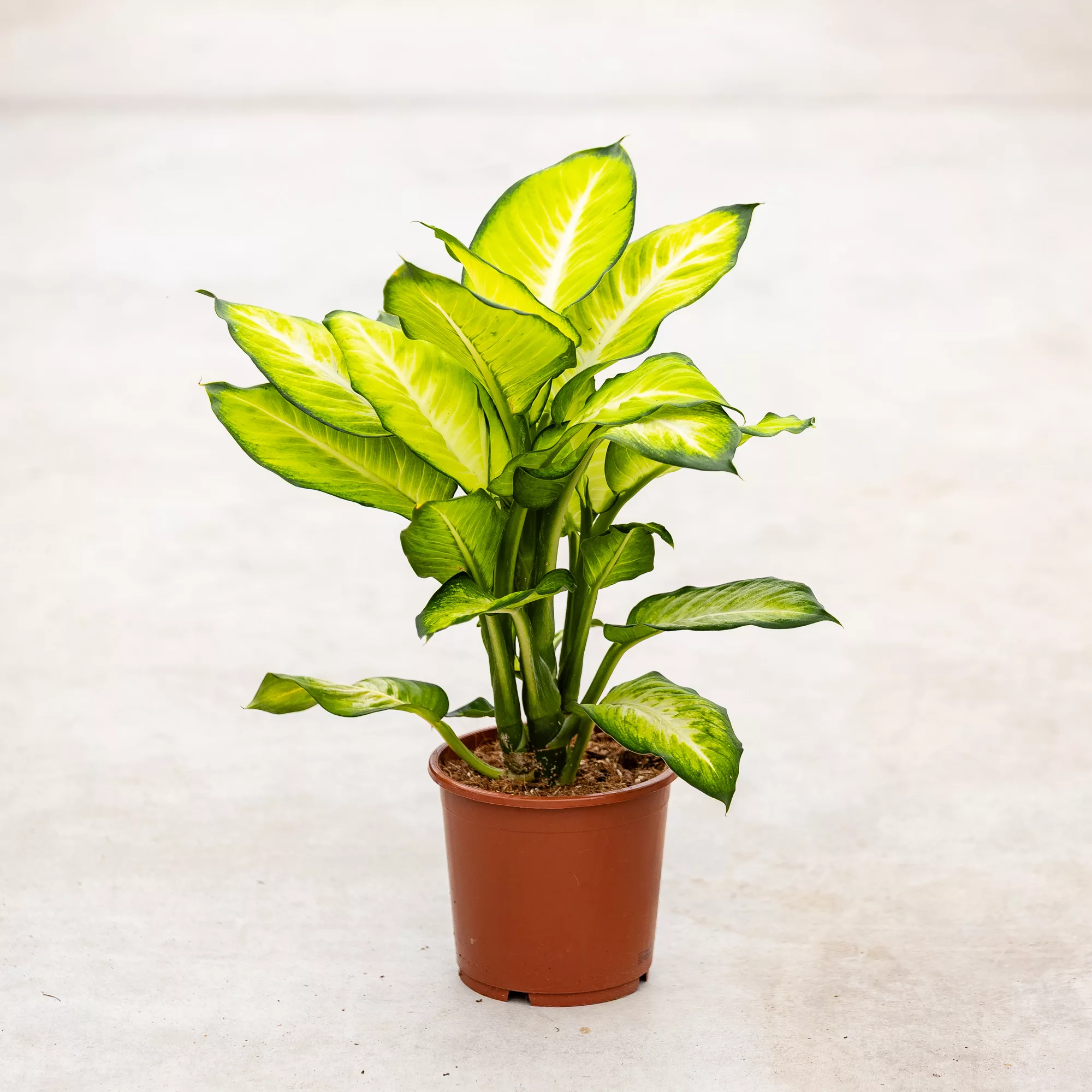 Dieffenbachia "Tropic Marianne"