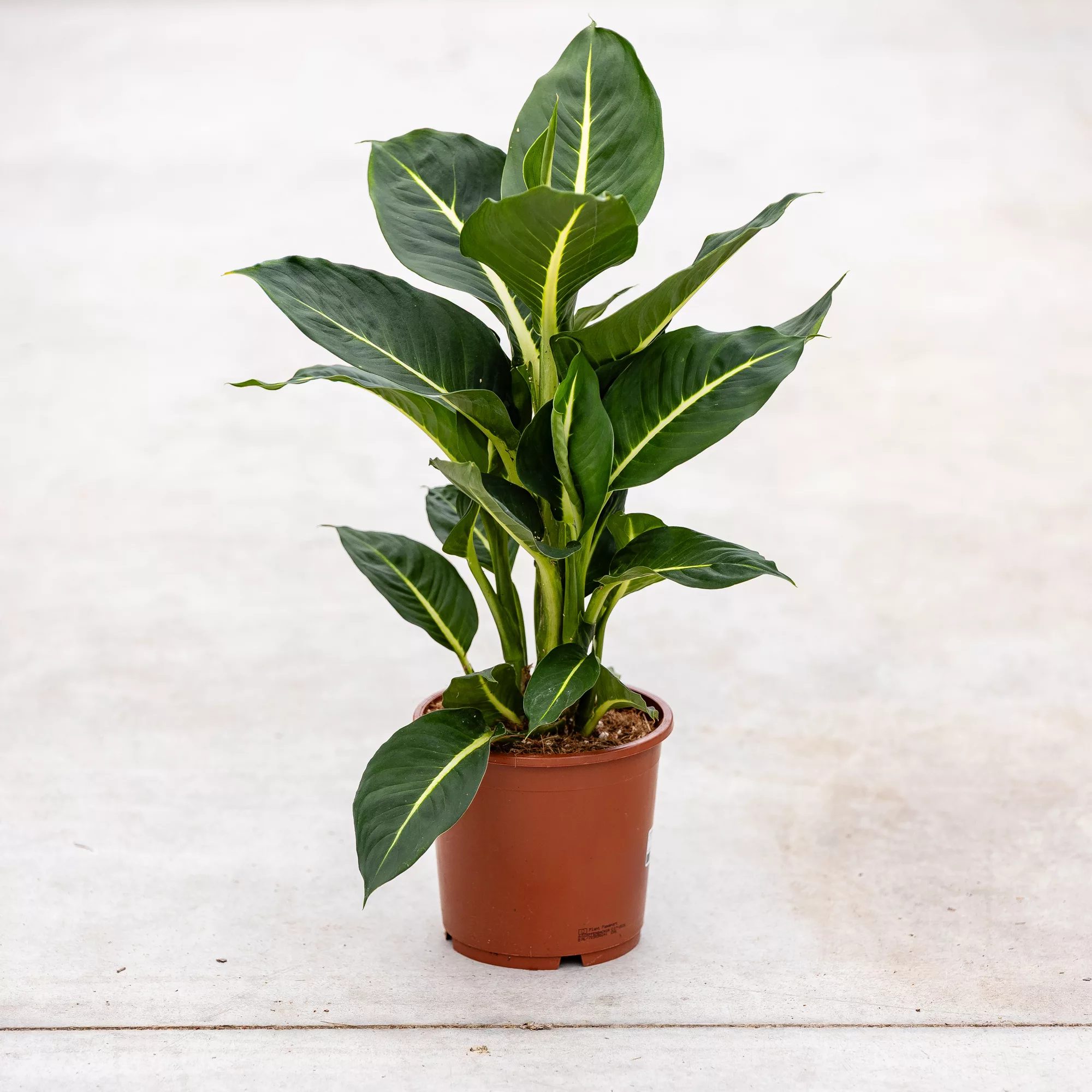 Dieffenbachia "Green Magic"