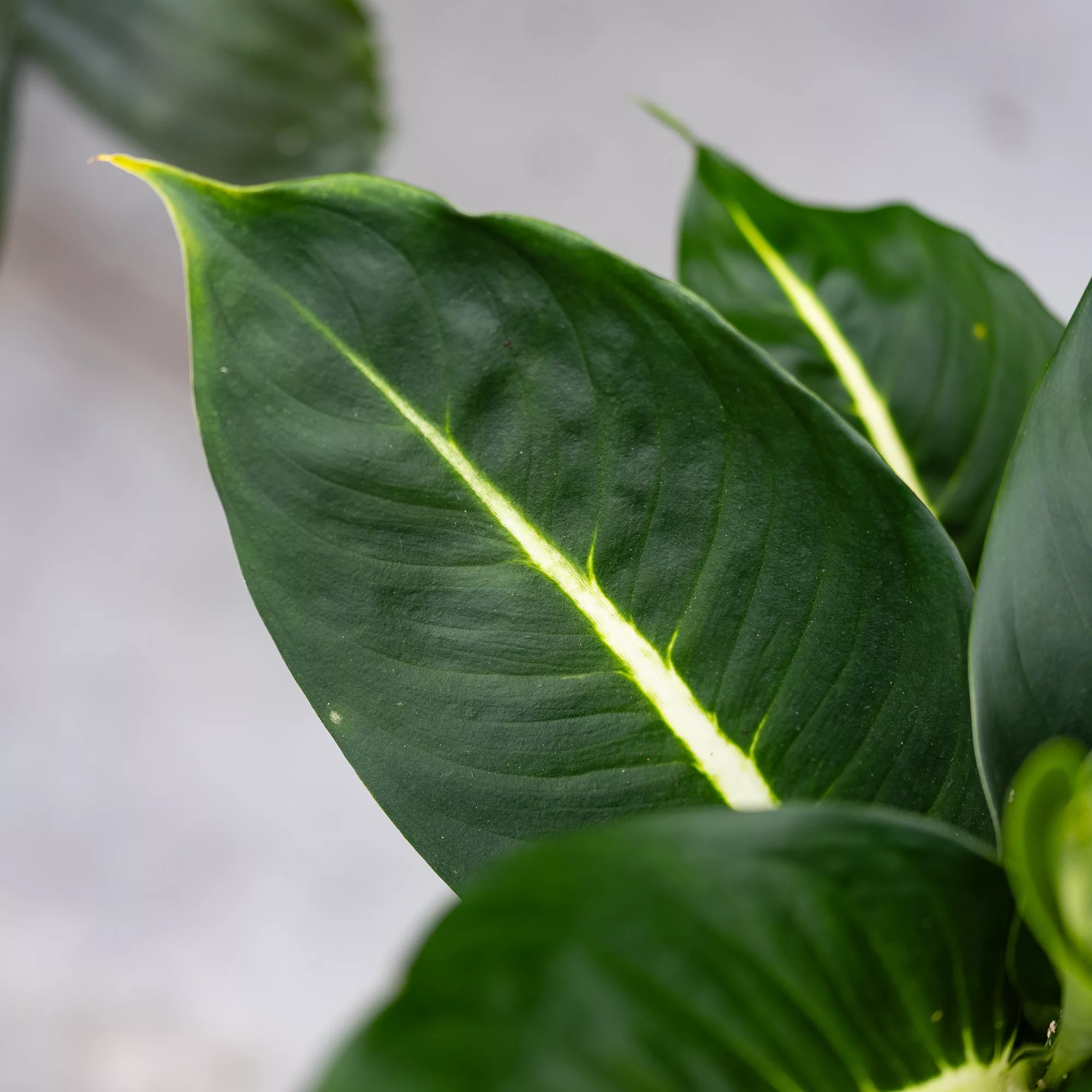 Dieffenbachia "Green Magic"