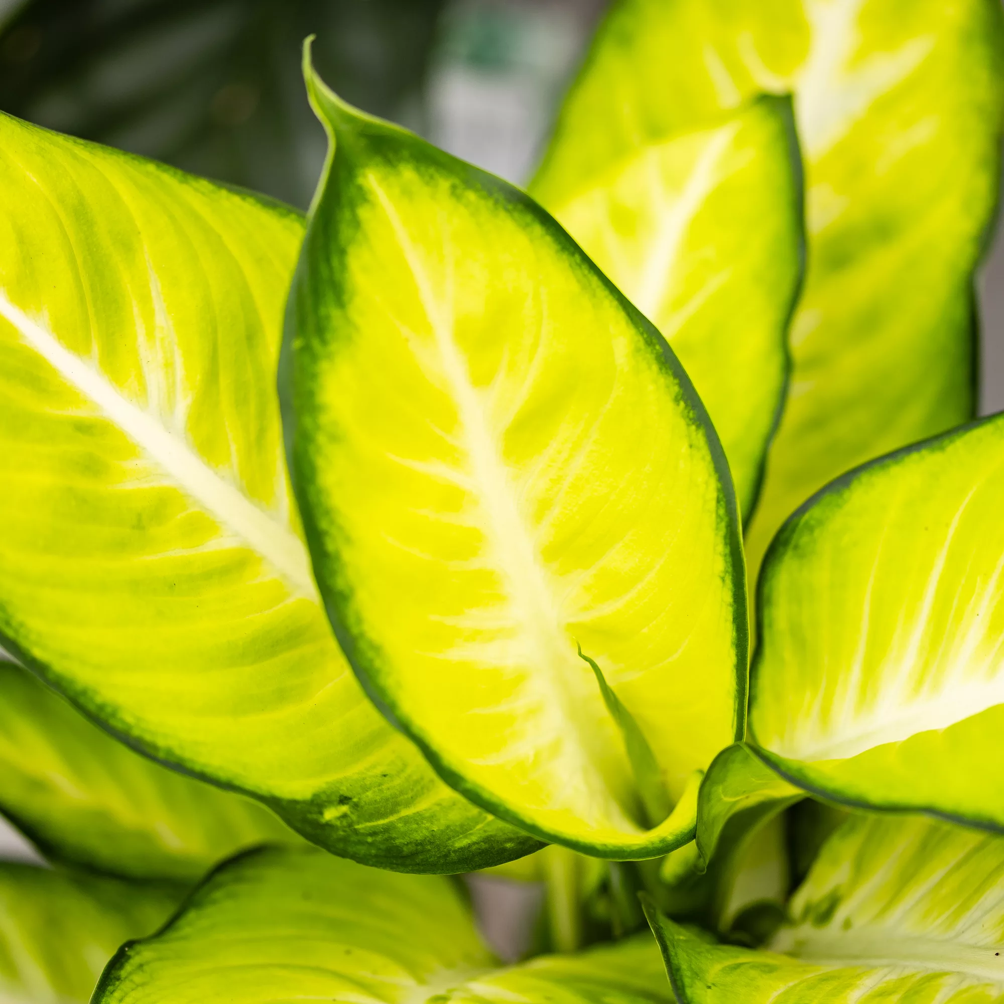 Dieffenbachia "Tropic Marianne"