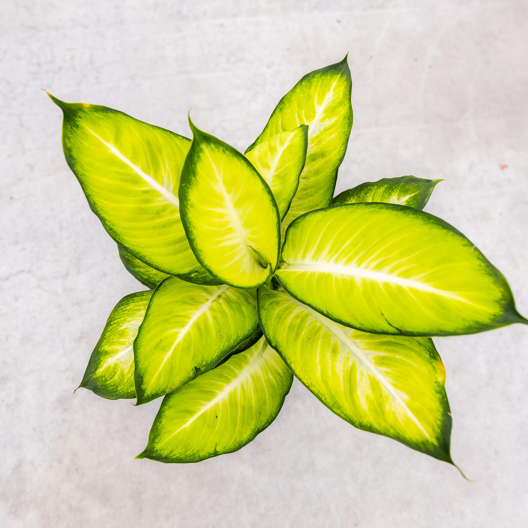 Dieffenbachia "Tropic Marianne"
