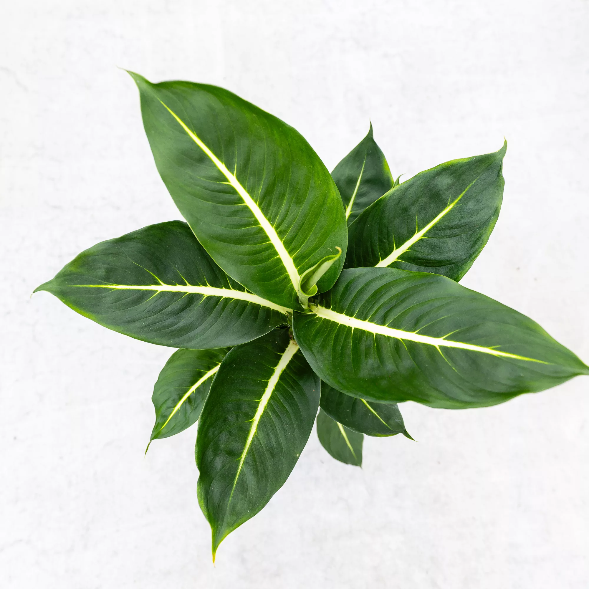 Dieffenbachia "Green Magic"