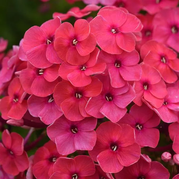 Phlox paniculata “Ka-Pow Pink”
