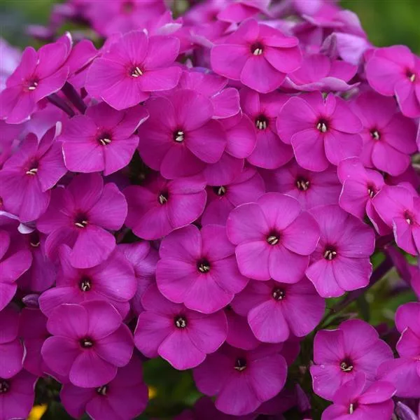 Phlox paniculata “Ka-Pow Purple”