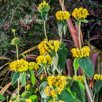 Phlomis russeliana
