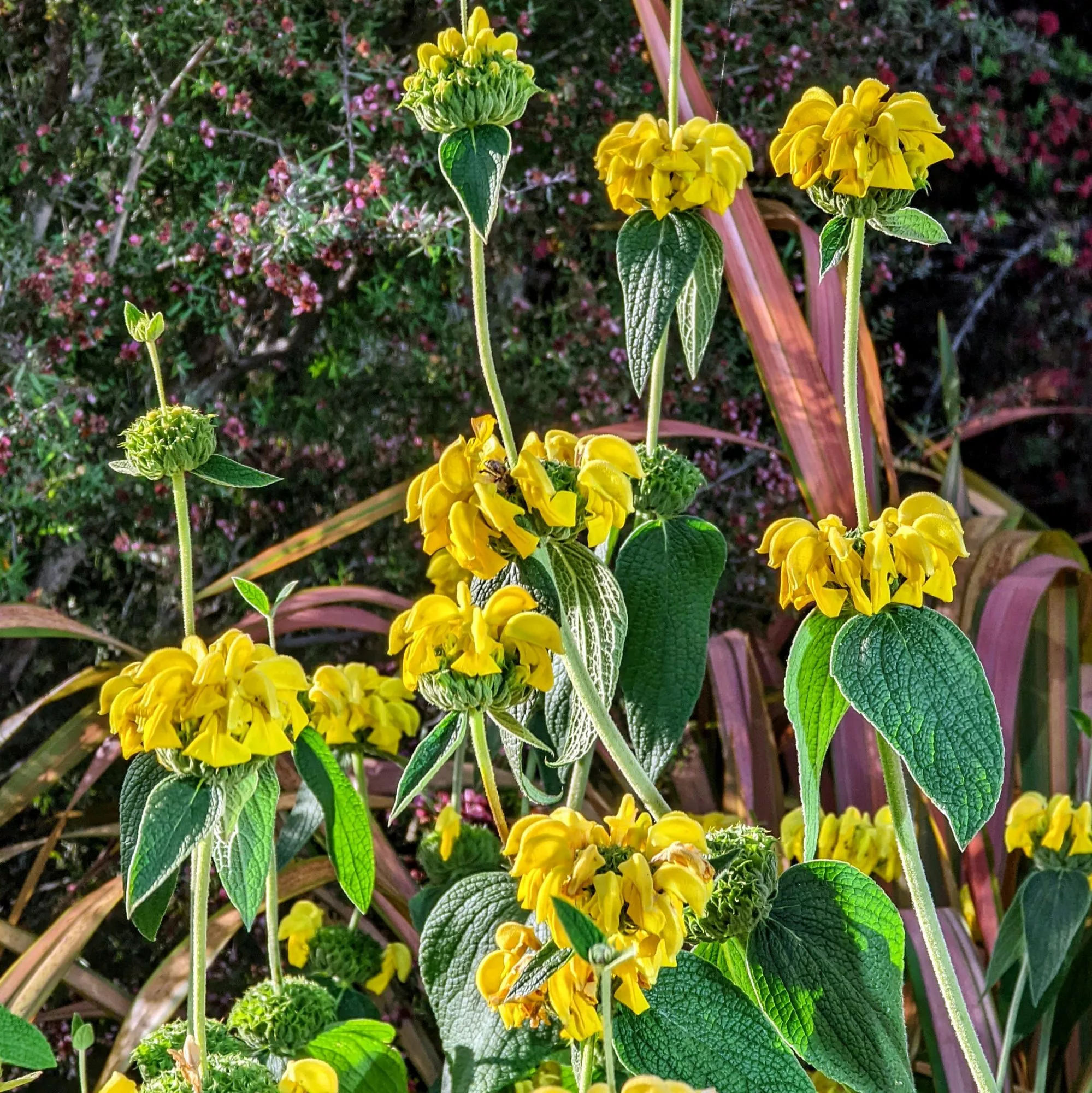 Phlomis russeliana