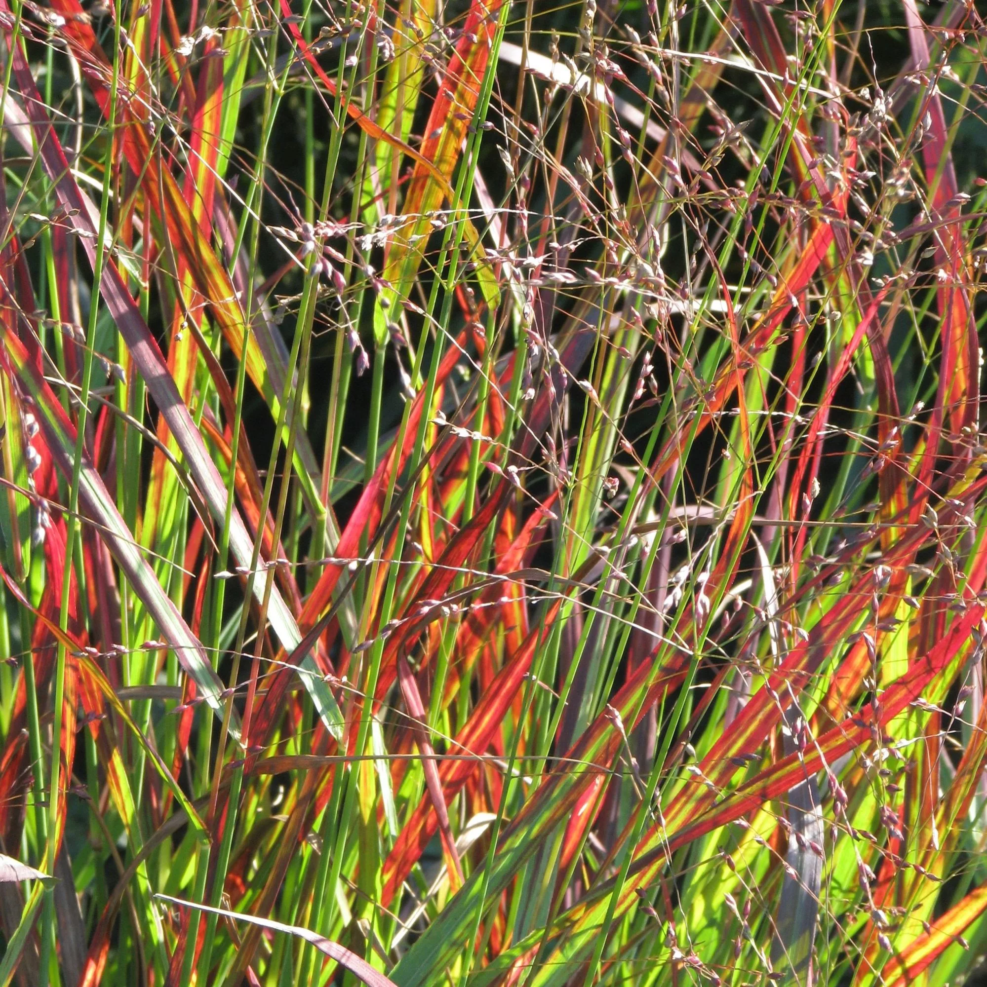 Panicum virgatum “Shenandoah”