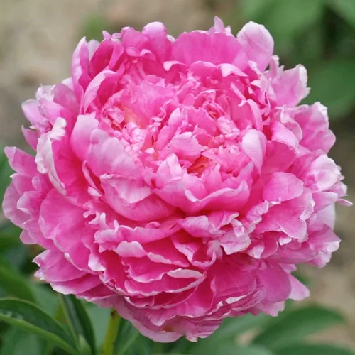 Paeonia lactiflora “Emma Klehm”