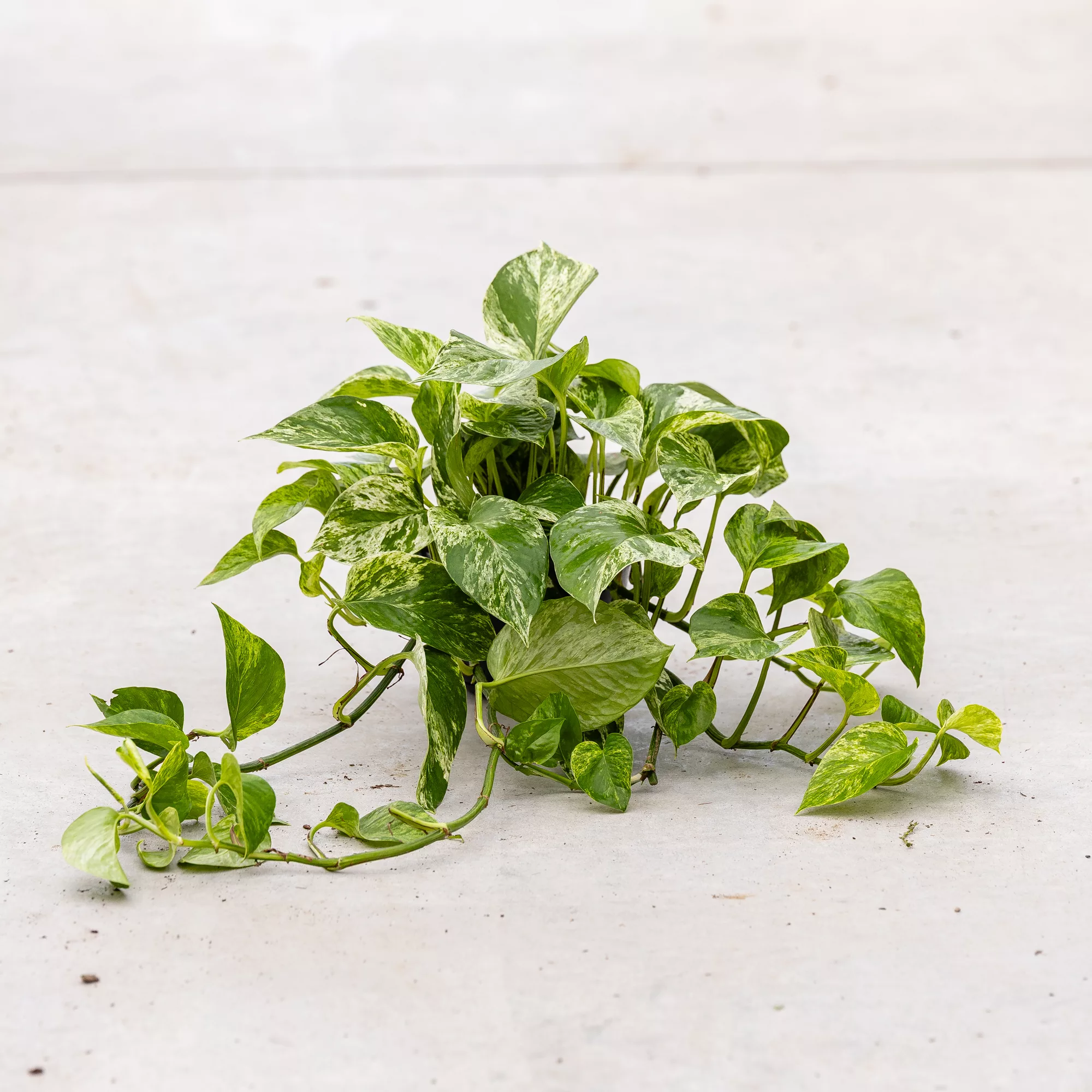 Pothos aureus "Marble Queen"