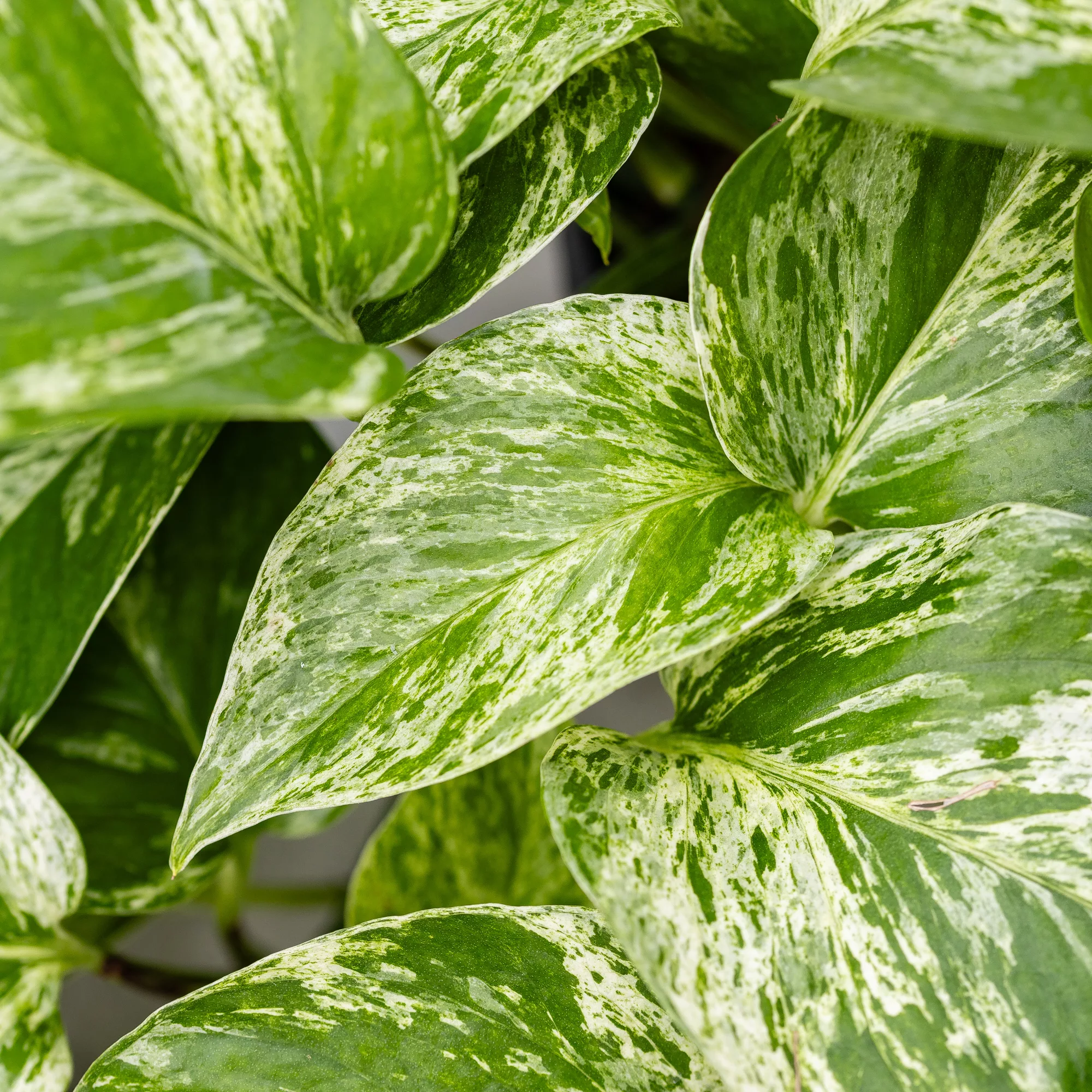 Pothos aureus "Marble Queen"