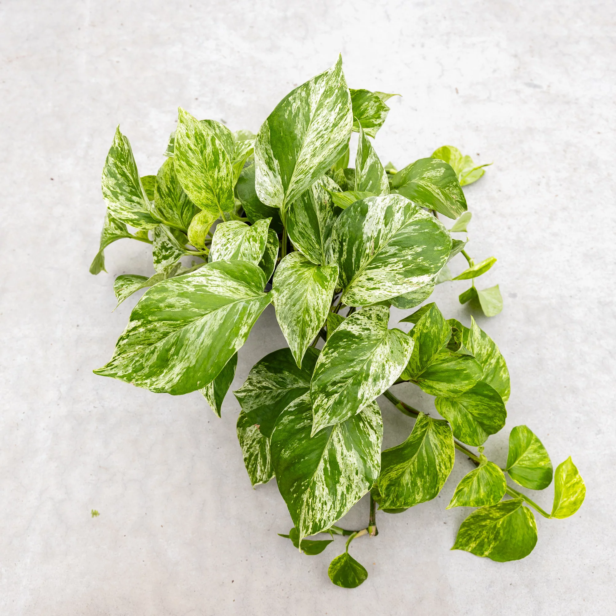 Pothos aureus "Marble Queen"