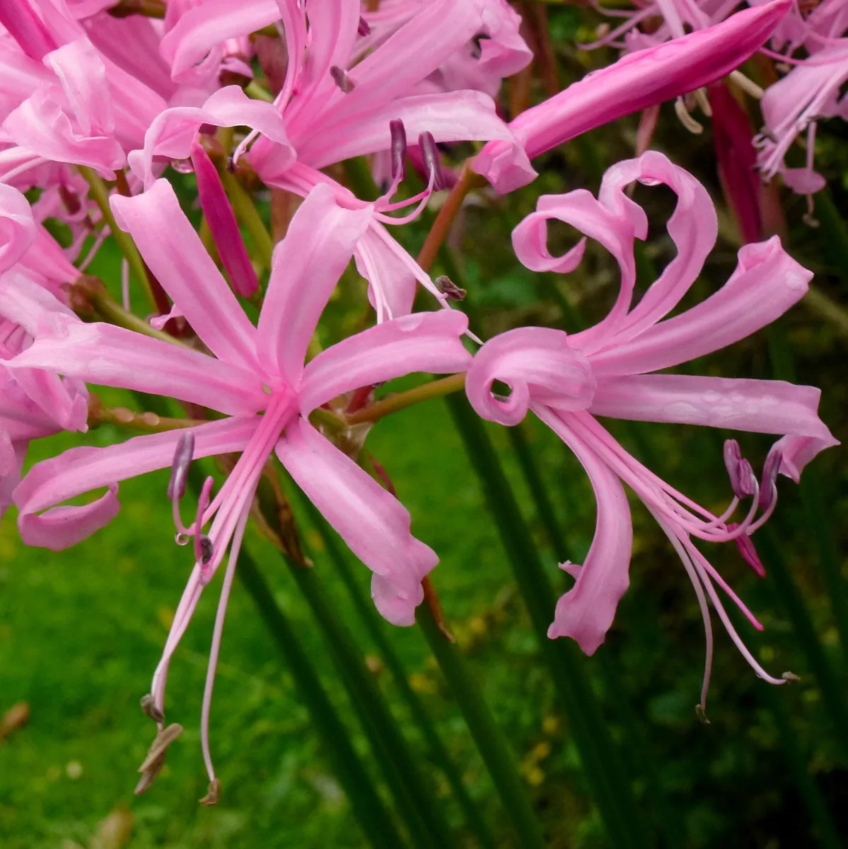 Nerine bowdenii