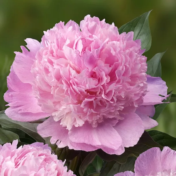 Paeonia lactiflora “Angel Cheeks”