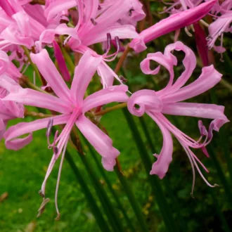 Nerine bowdenii