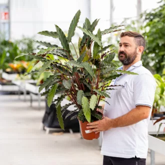 Calathea rufibarba "Wavestar"