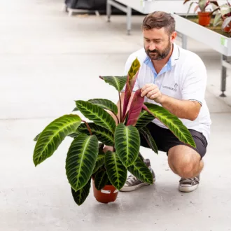 Calathea warscewiczii