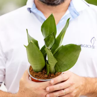 Sansevieria trifasciata "Moonshine"