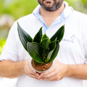 Sansevieria trifasciata "Black Diamond"