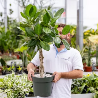 Ficus benghalensis "Audrey" in idrocoltura