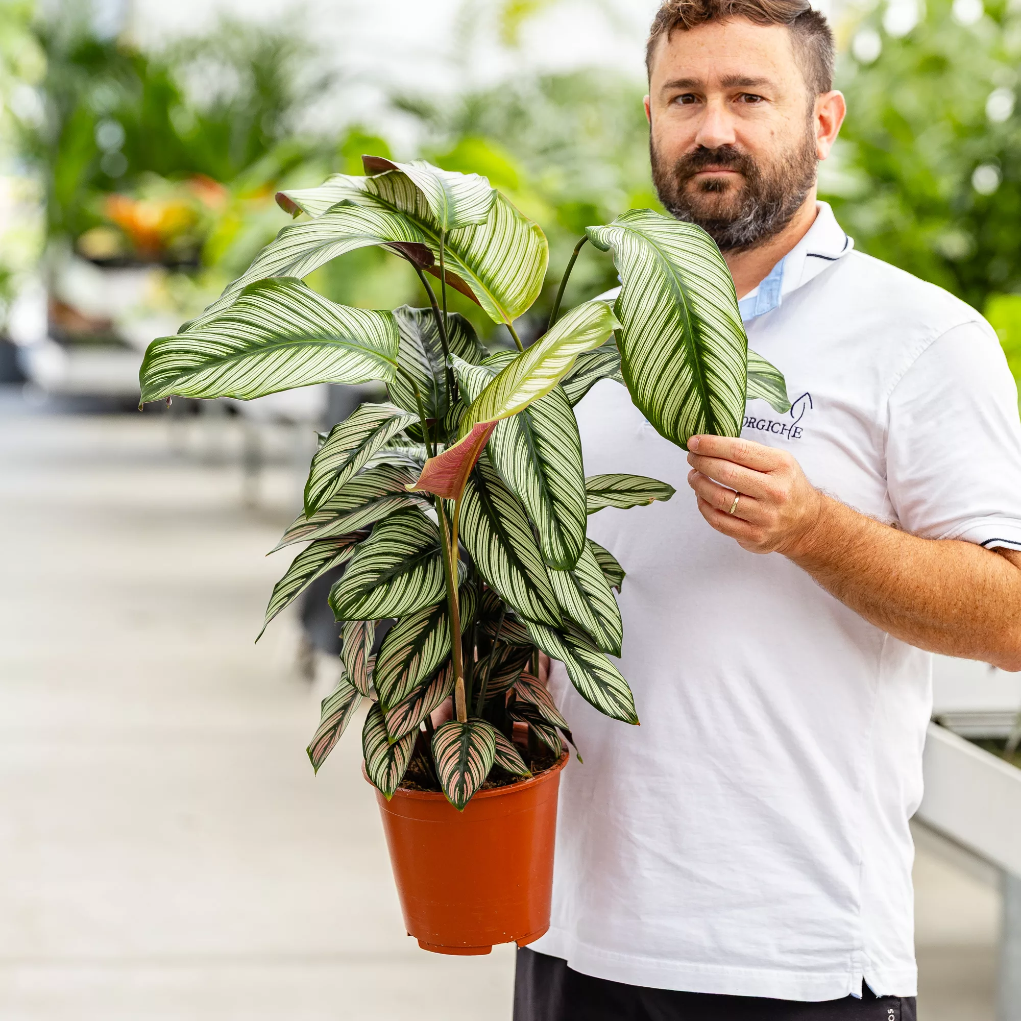 Calathea majestica "Whitestar"