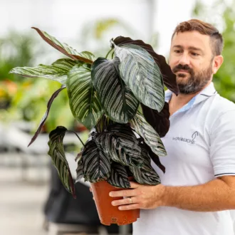 Calathea sanderiana