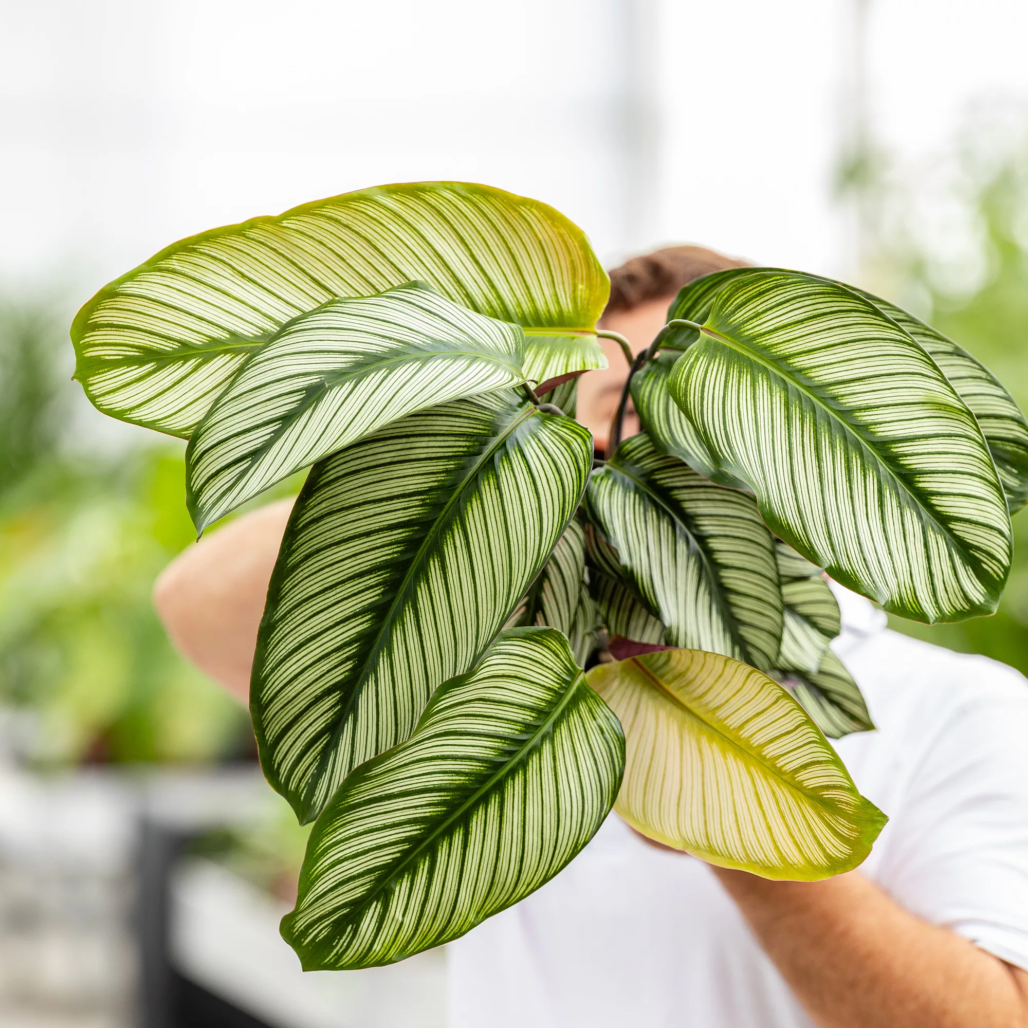 Calathea majestica "Whitestar"