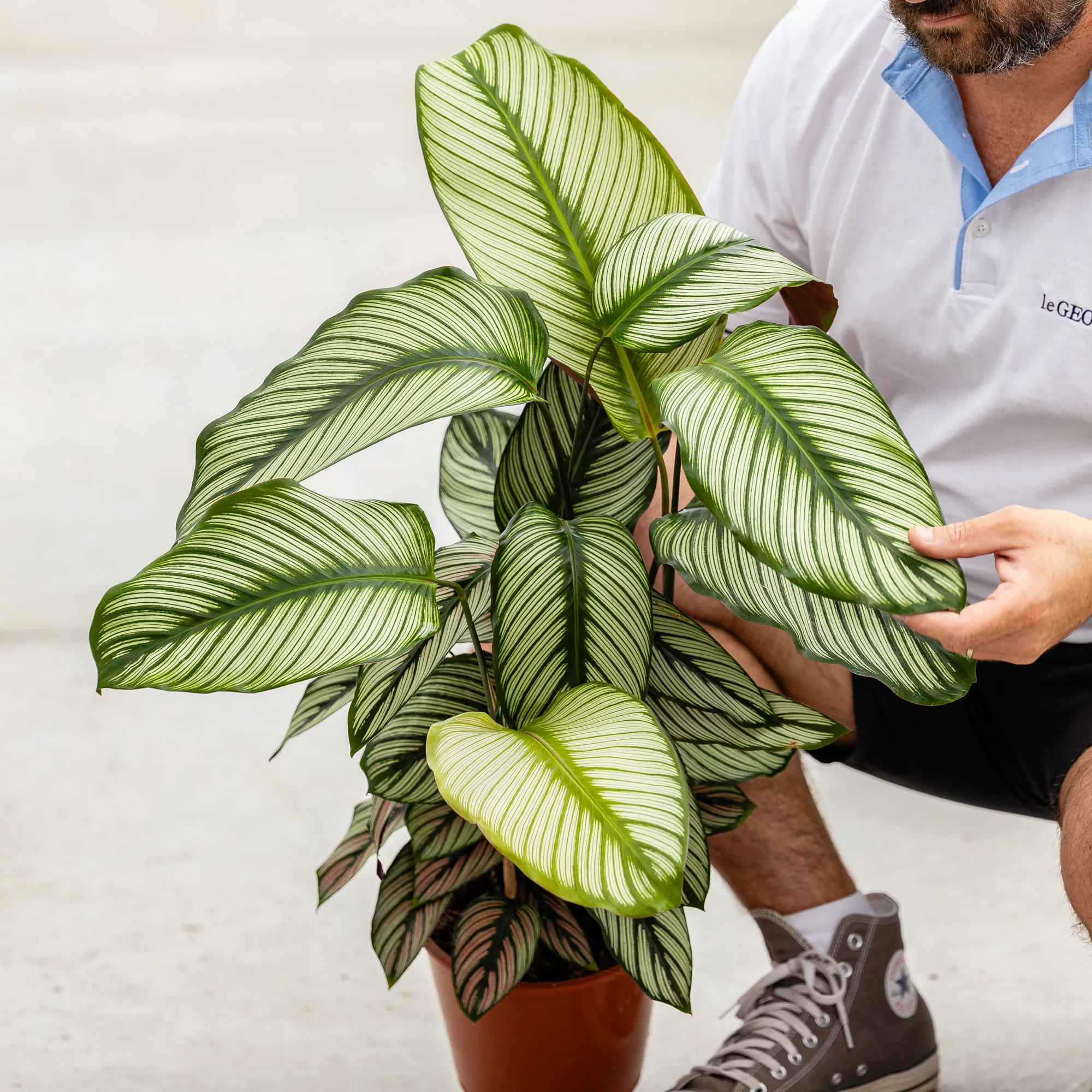 Calathea majestica "Whitestar"