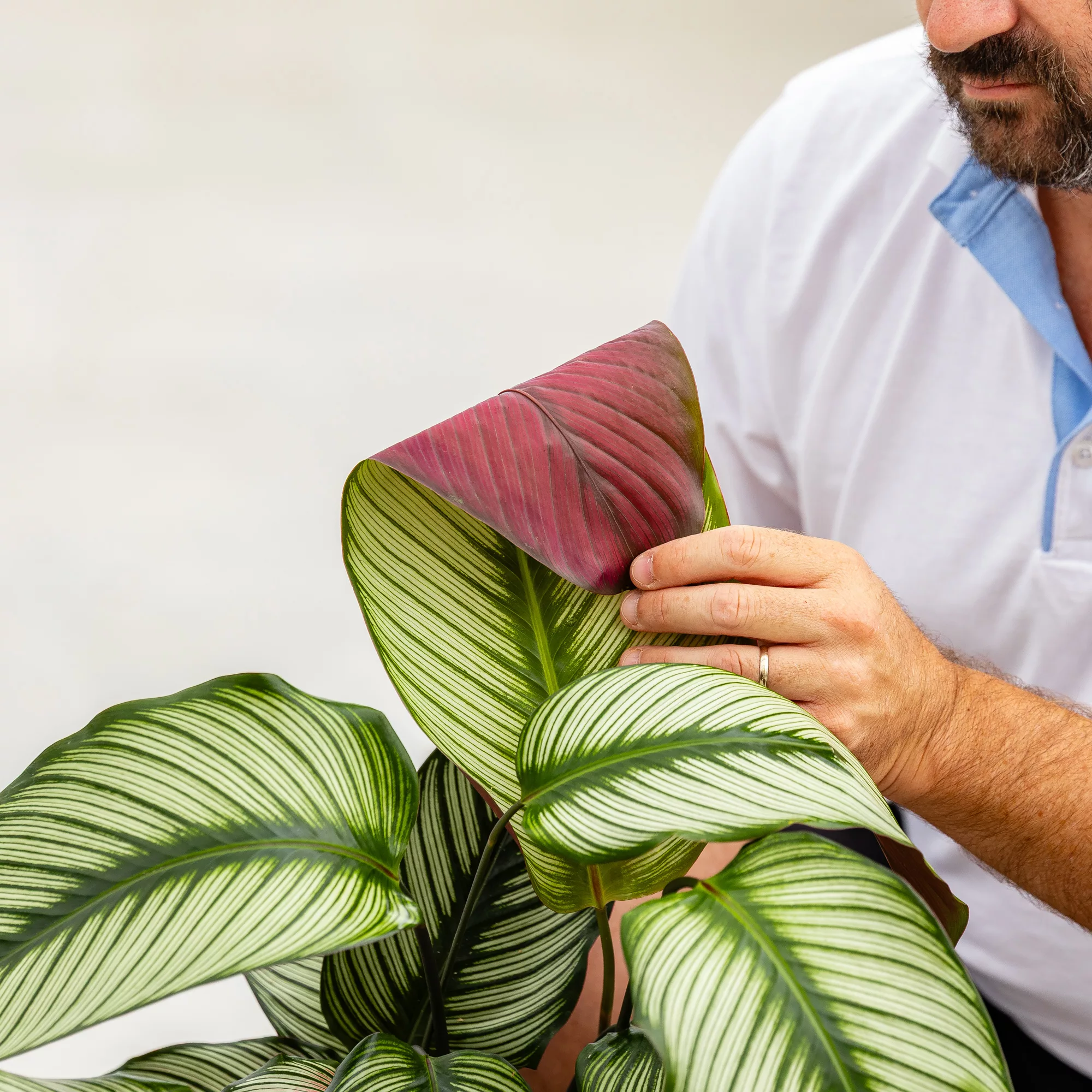 Calathea majestica "Whitestar"