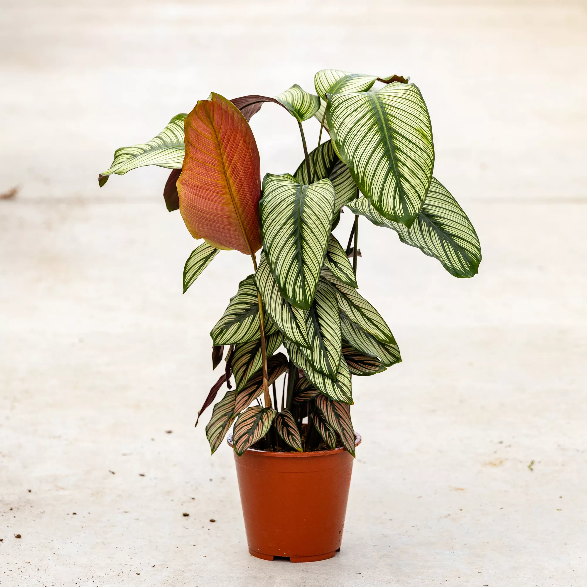 Calathea majestica "Whitestar"