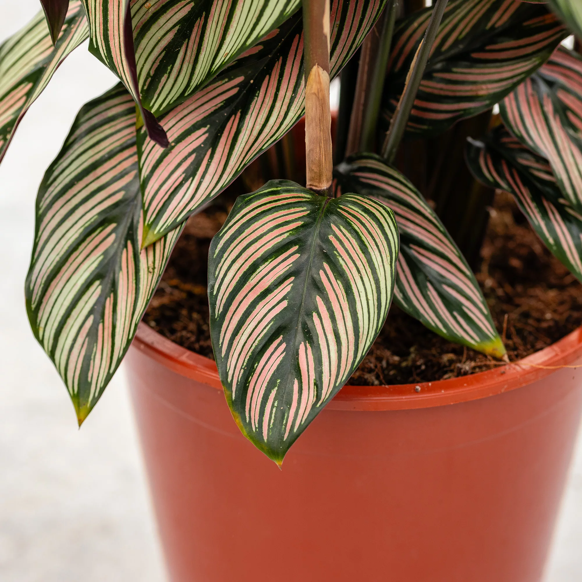 Calathea majestica "Whitestar"