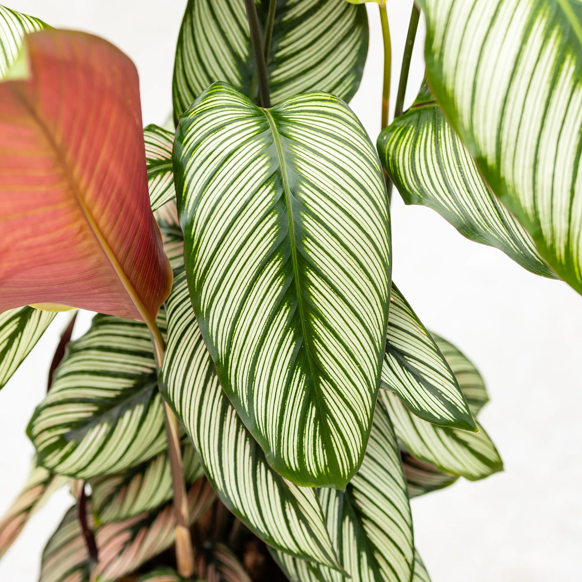 Calathea majestica "Whitestar"