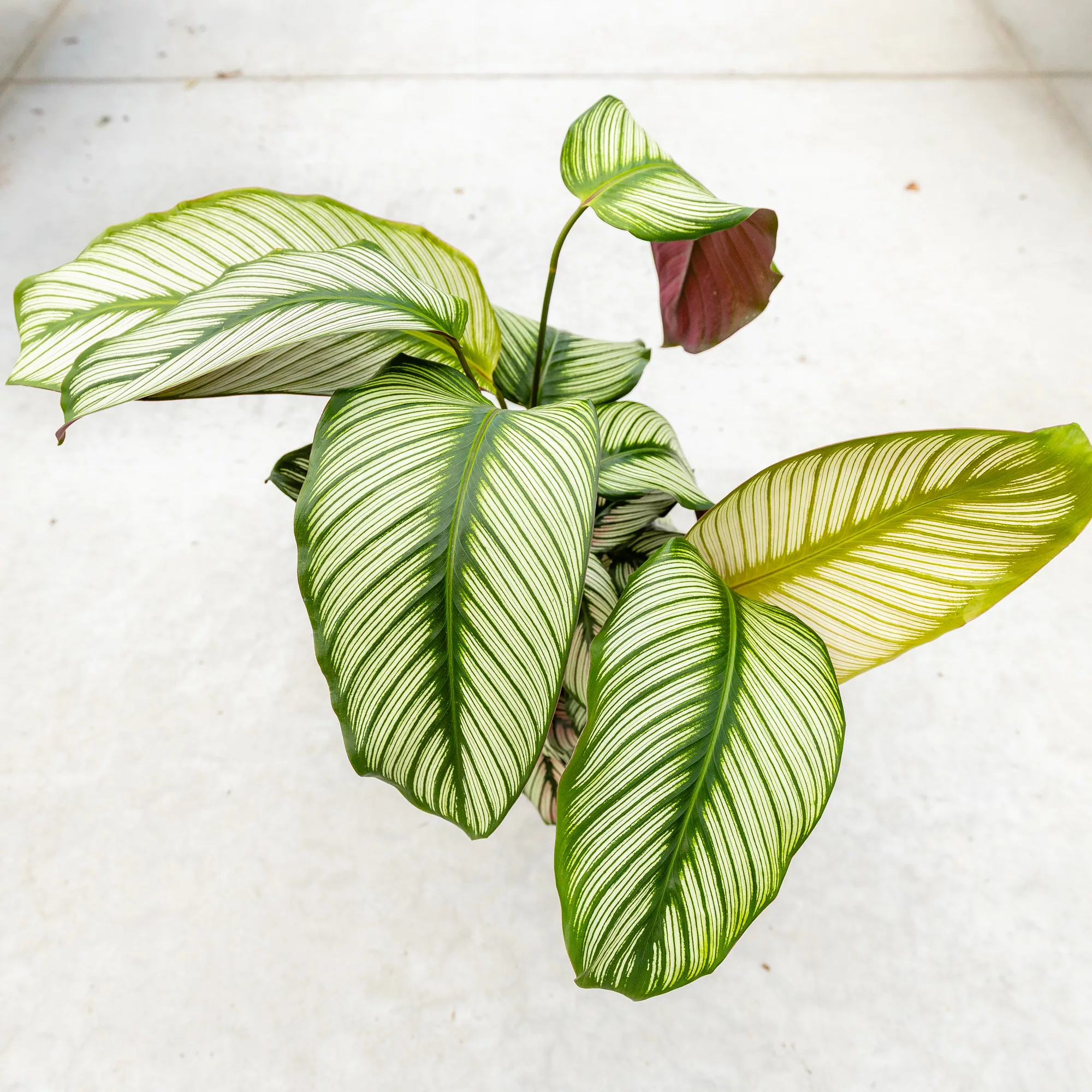 Calathea majestica "Whitestar"