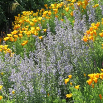Nepeta grandiflora "Summer Magic"