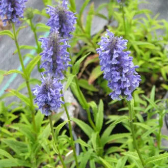 Nepeta nervosa