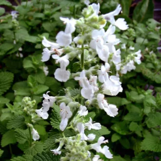 Nepeta racemosa "Alba"