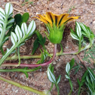 Gazania maritima