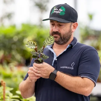 Calathea makoyana Baby Plant