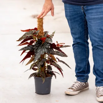 Begonia maculata "Black Forest"