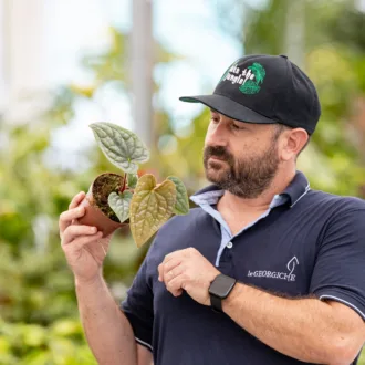 Anthurium luxurians