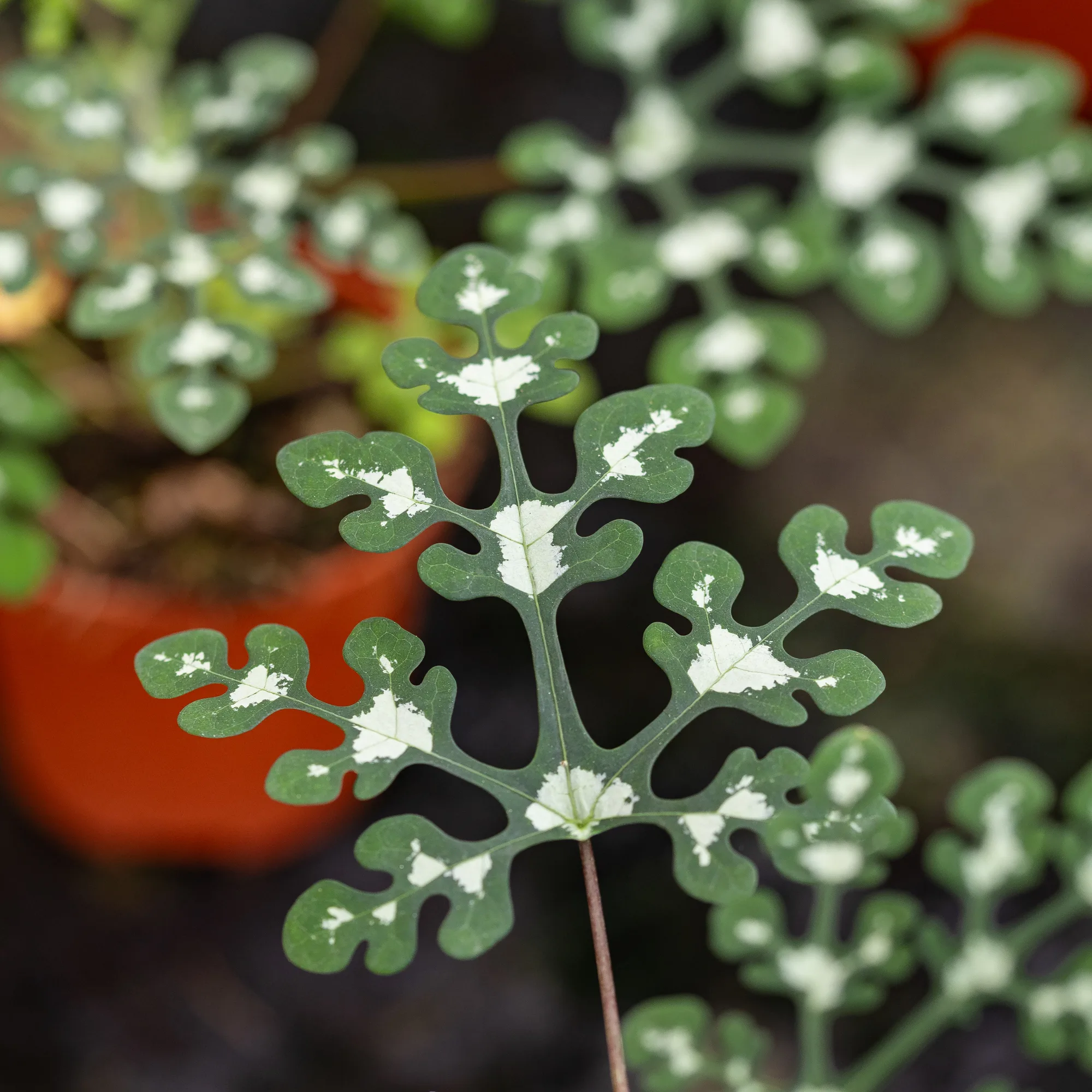 Adenia perrieri