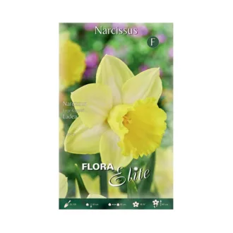 Narciso Large Cupped Ladea - Bulbi