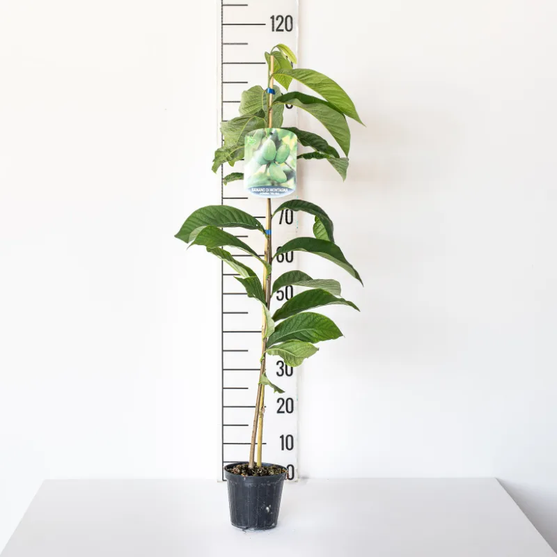 Asimina triloba "Wilson"
