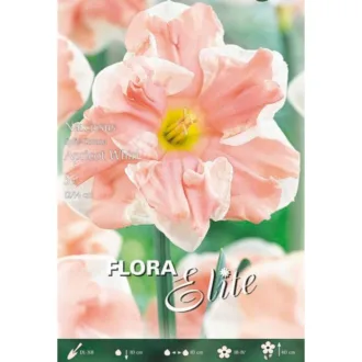 Narciso Split Corona Apricot Whirl - Bulbi