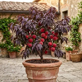 Pesco nano "Crimson Bonfire"