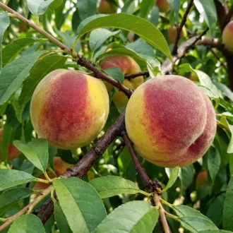 Pesco "Rosa del West"