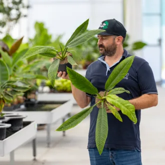 Philodendron campii