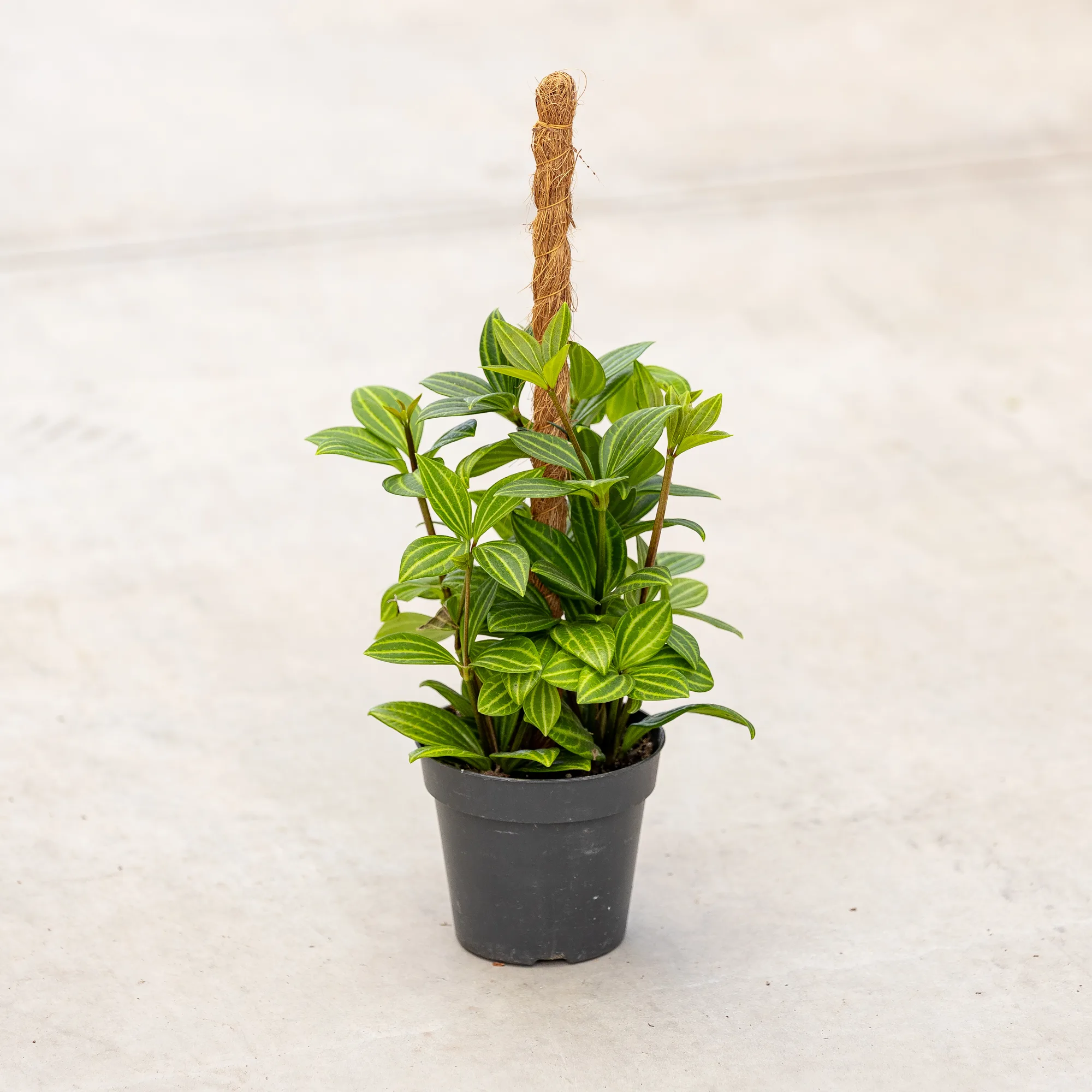 Peperomia tetragona "Parallel"