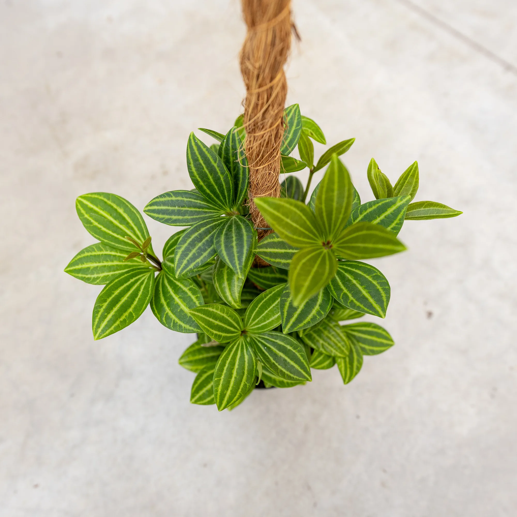 Peperomia tetragona "Parallel"