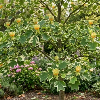 Liriodendron tulipifera "Snow Bird"